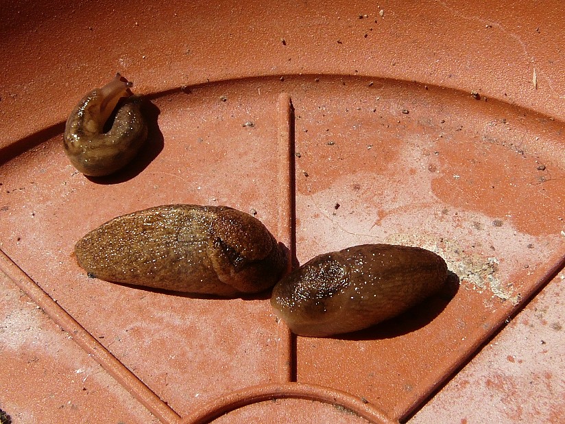 Tandonia sowerbyi del Gargano (FG)